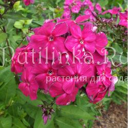 Флокс метельчатый Фавор (Егорова В)*