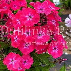 Флокс метельчатый Дочь Клеопатры (Егорова В)*