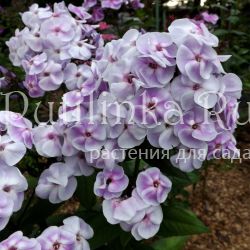 Флокс метельчатый Юнга (Егорова В)*