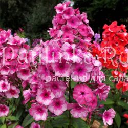 Флокс метельчатый Прощание Славянки (Егорова В)*