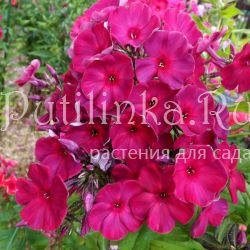 Флокс метельчатый Графиня Вишня (Егорова В)*