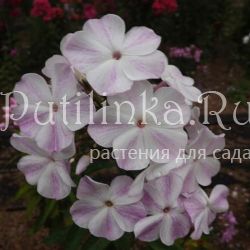 Флокс метельчатый Изморозь (Егорова В)*