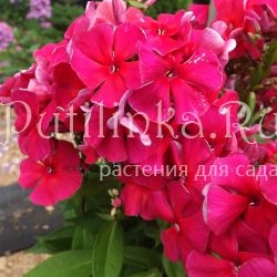 Флокс метельчатый Красная Заря (Егорова В)*