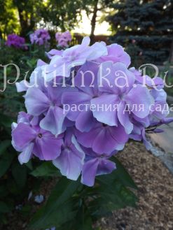 Флокс метельчатый Лукоморье (Егорова В)*