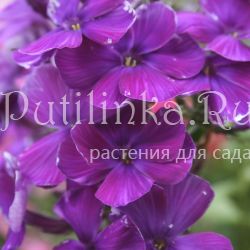 Флокс метельчатый Черноморец (Егорова В)*