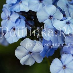 Флокс метельчатый Дунай (Австрия) (Phlox paniculata Donau (Austria))