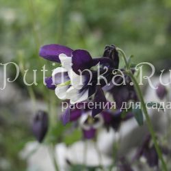 Аквилегия Рока (Aquilegia rockii)