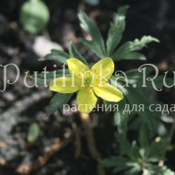 Анемона лютичная (Anemone ranunculoides Tutt)