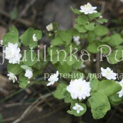 Анемонелла василистниковая (Аnemonella thalictroides Double White)