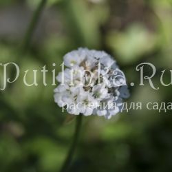 Армерия приморская (Armeria maritima Alba)