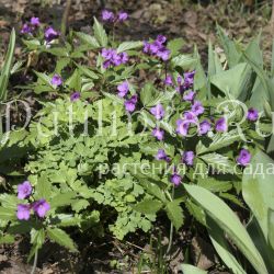 Зубянка железистая (Dentaria glandulosa)