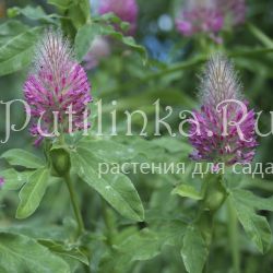 Клевер красноватый Red (Trifolium rubens Red)