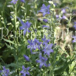 Колокольчик сигизмунда (Campanula siegizmundii)