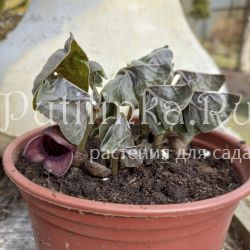 Копытень Зибольда (Asarum sieboldii)