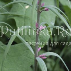 Купена розовая (Polygonatum rosea)