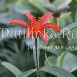 Лилия Буша (Lilium buschianum)