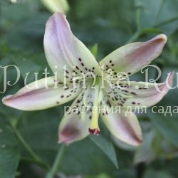 Лилия Корсаж (Lilium Corsage)