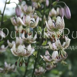 Лилия мартагон Zvaigznu Varti (Lilium martagon Zvaigznu Varti)