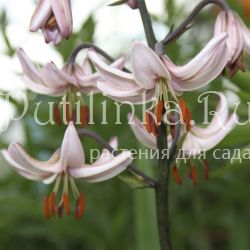 Лилия мартагон Ivorine (Lilium martagon Ivorine)
