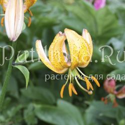 Лилия мартагон (Lilium martagon сорт уточняется)