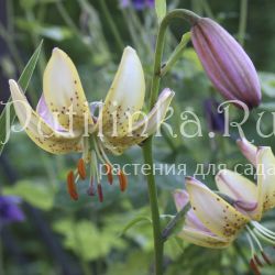 Лилия мартагон Jaunie Varti (Lilium martagon Jaunie Varti)