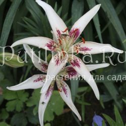 Лилия Стрекоза