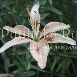 Лилия Фреска