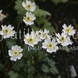 Лютик альпийский (Ranunculus alpestris)