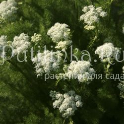 Меум атамантовый (M. athamanticum)