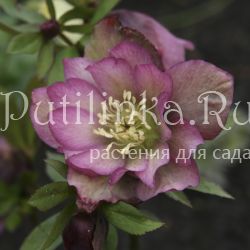 Морозник восточный Double Ellen Pink (Helleborus orientalis Double Ellen Pink)