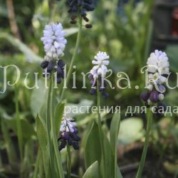 Мускари Латифолиум (Muscari latifolium)