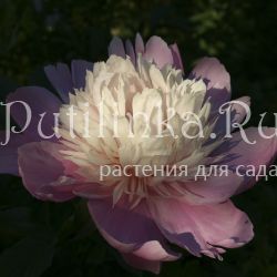 Пион Lady Liberty (Paeonia Lady Liberty)