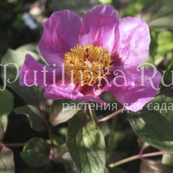 Пион кавказский краснолистная форма (Paeonia caucasica)