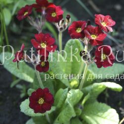 Примула полиантовая Красная-Прекрасная (Primula polyanthus Константинова Н)