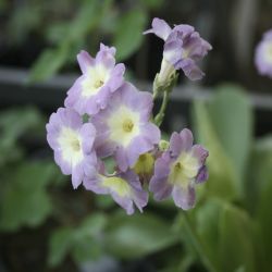 Примула ушковая Primula auricula)