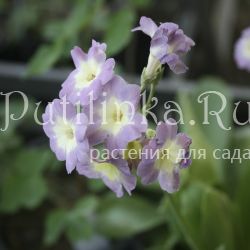 Примула ушковая Primula auricula)