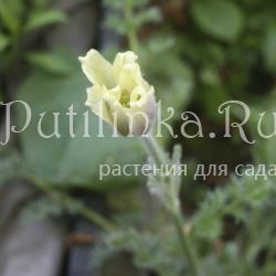 Прострел албанский (Pulsatilla albana)