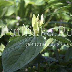 Триллиум желтый (Trillium luteum)