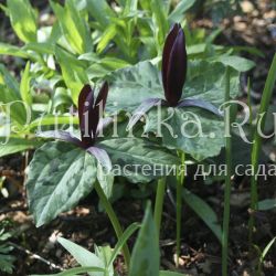 Триллиум курабаяши (Trillium kurabayashii)