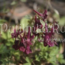 Хохлатка плотная Отелло (Corydalis  solida Отелло)