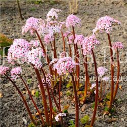 Дармера щитовидная (Darmera peltata)