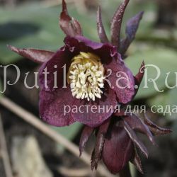 Морозник восточный Spring Princess (Helleborus х orientalis Spring Princess)