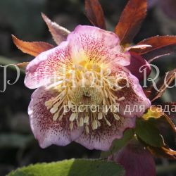 Морозник восточный Spring Angel (Helleborus orientalis Spring Angel)