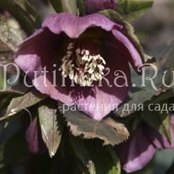 Морозник восточный Spring Charm (Helleborus orientalis Spring Charm)