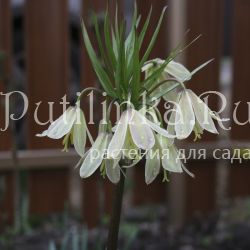 Рябчик Радде (Fritillaria Raddeana)