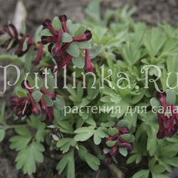 Хохлатка Boyar (Corydalis hybrid Boyar)