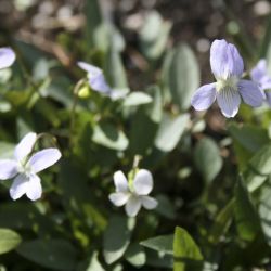 Фиалка низкая (Viola pumila)