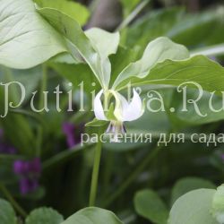 Триллиум поникший  (Trillium cernuum)