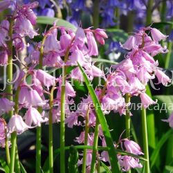 Гиацинтелла  (Hyacinthoides f. Rosea)