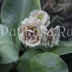 Примула ушковая (Primula auricula Samantha)